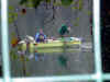 DSC01750.JPG (46808 byte)