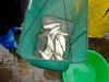 KIF_1366.JPG (58444 byte)