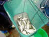 KIF_1367.JPG (71298 byte)