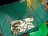 KIF_1368.JPG (65932 byte)