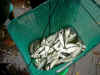KIF_1370.JPG (78026 byte)